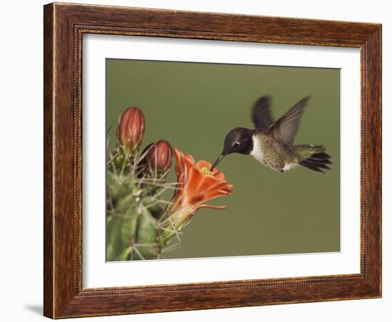 Black-Chinned Hummingbird, Uvalde County, Hill Country, Texas, USA-Rolf Nussbaumer-Framed Photographic Print