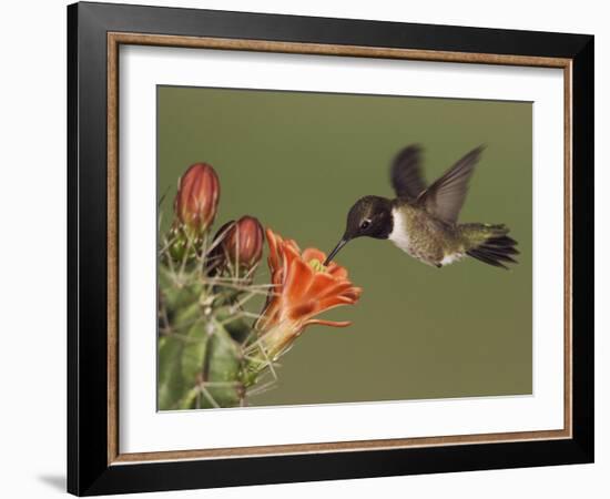 Black-Chinned Hummingbird, Uvalde County, Hill Country, Texas, USA-Rolf Nussbaumer-Framed Photographic Print