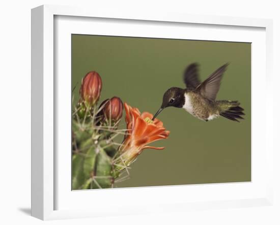 Black-Chinned Hummingbird, Uvalde County, Hill Country, Texas, USA-Rolf Nussbaumer-Framed Photographic Print