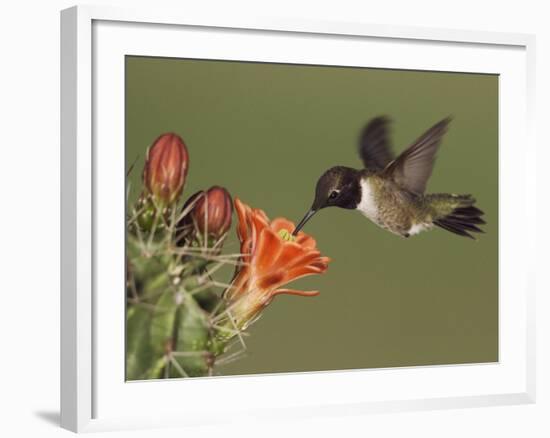 Black-Chinned Hummingbird, Uvalde County, Hill Country, Texas, USA-Rolf Nussbaumer-Framed Photographic Print