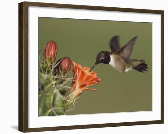 Black-Chinned Hummingbird, Uvalde County, Hill Country, Texas, USA-Rolf Nussbaumer-Framed Photographic Print