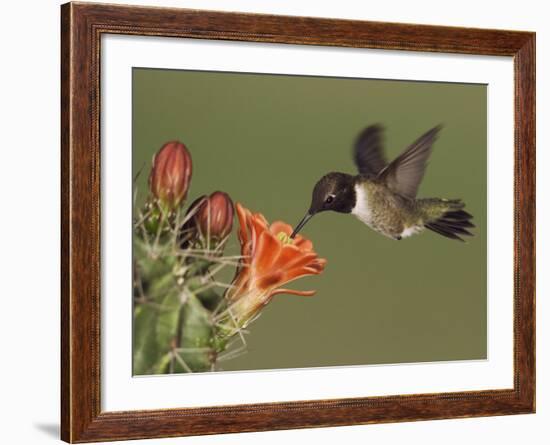 Black-Chinned Hummingbird, Uvalde County, Hill Country, Texas, USA-Rolf Nussbaumer-Framed Photographic Print