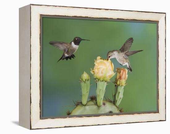 Black-Chinned Hummingbird, Uvalde County, Hill Country, Texas, USA-Rolf Nussbaumer-Framed Premier Image Canvas