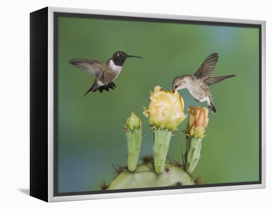 Black-Chinned Hummingbird, Uvalde County, Hill Country, Texas, USA-Rolf Nussbaumer-Framed Premier Image Canvas