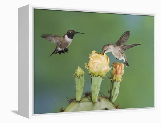 Black-Chinned Hummingbird, Uvalde County, Hill Country, Texas, USA-Rolf Nussbaumer-Framed Premier Image Canvas