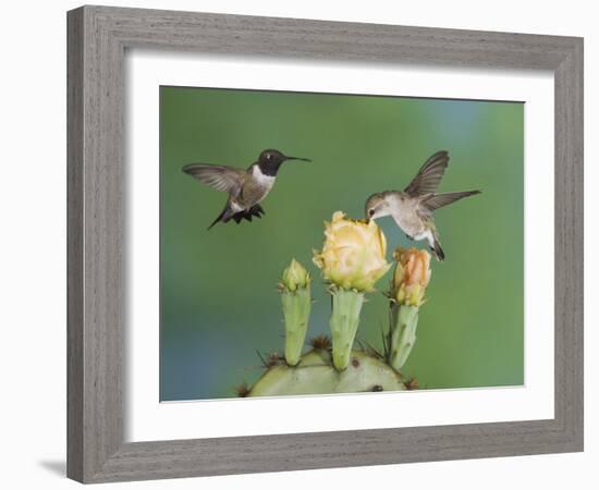 Black-Chinned Hummingbird, Uvalde County, Hill Country, Texas, USA-Rolf Nussbaumer-Framed Photographic Print