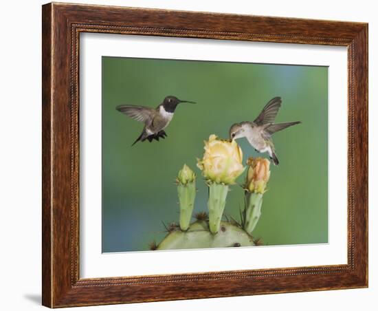 Black-Chinned Hummingbird, Uvalde County, Hill Country, Texas, USA-Rolf Nussbaumer-Framed Photographic Print