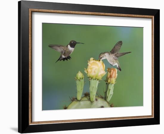 Black-Chinned Hummingbird, Uvalde County, Hill Country, Texas, USA-Rolf Nussbaumer-Framed Photographic Print