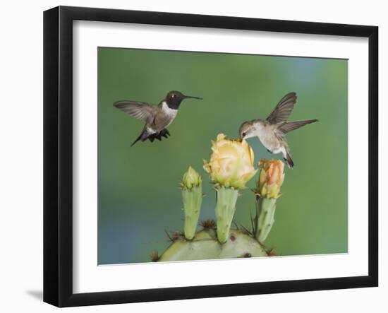 Black-Chinned Hummingbird, Uvalde County, Hill Country, Texas, USA-Rolf Nussbaumer-Framed Photographic Print