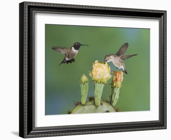 Black-Chinned Hummingbird, Uvalde County, Hill Country, Texas, USA-Rolf Nussbaumer-Framed Photographic Print