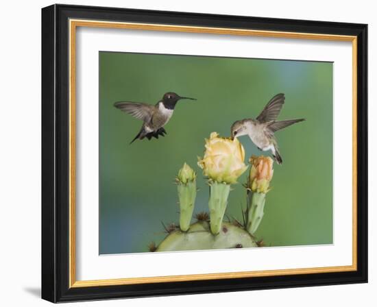 Black-Chinned Hummingbird, Uvalde County, Hill Country, Texas, USA-Rolf Nussbaumer-Framed Photographic Print