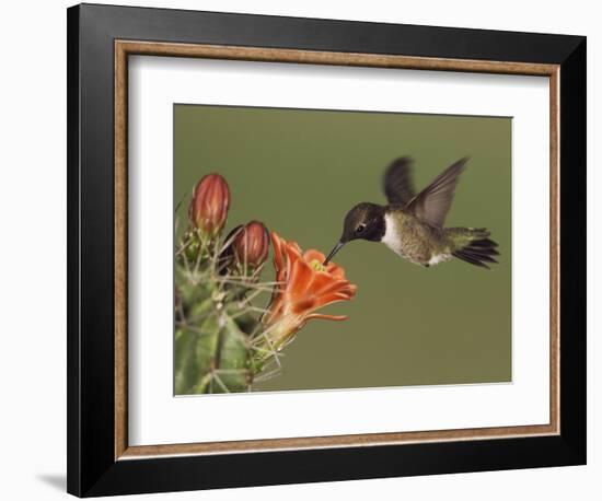 Black-Chinned Hummingbird, Uvalde County, Hill Country, Texas, USA-Rolf Nussbaumer-Framed Photographic Print