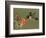 Black-Chinned Hummingbird, Uvalde County, Hill Country, Texas, USA-Rolf Nussbaumer-Framed Photographic Print