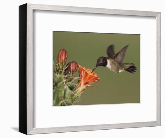 Black-Chinned Hummingbird, Uvalde County, Hill Country, Texas, USA-Rolf Nussbaumer-Framed Photographic Print