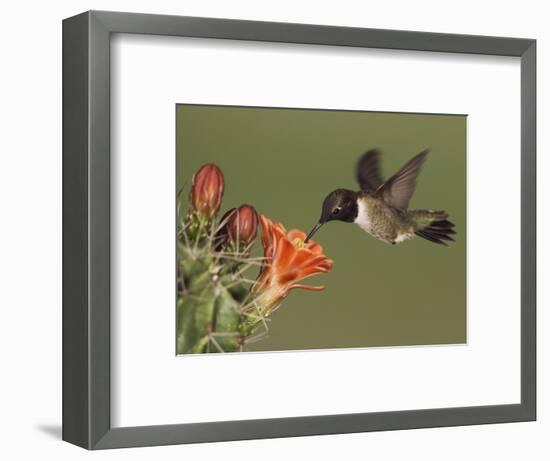 Black-Chinned Hummingbird, Uvalde County, Hill Country, Texas, USA-Rolf Nussbaumer-Framed Photographic Print