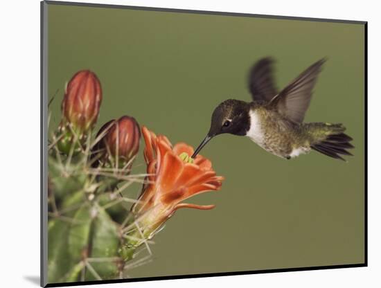 Black-Chinned Hummingbird, Uvalde County, Hill Country, Texas, USA-Rolf Nussbaumer-Mounted Photographic Print