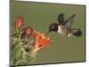 Black-Chinned Hummingbird, Uvalde County, Hill Country, Texas, USA-Rolf Nussbaumer-Mounted Photographic Print