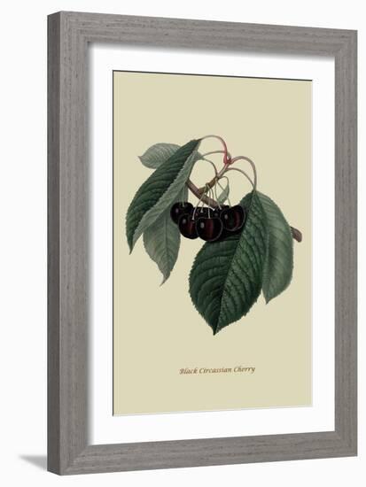 Black Circassian Cherry-William Hooker-Framed Art Print