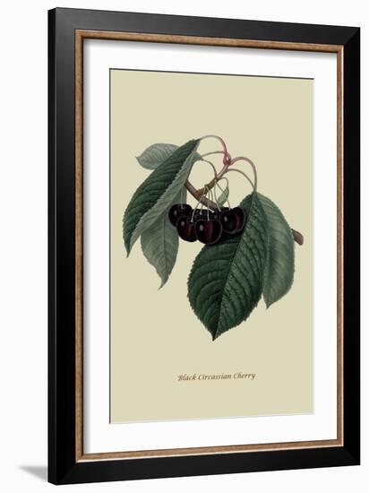Black Circassian Cherry-William Hooker-Framed Art Print