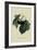 Black Circassian Cherry-William Hooker-Framed Art Print