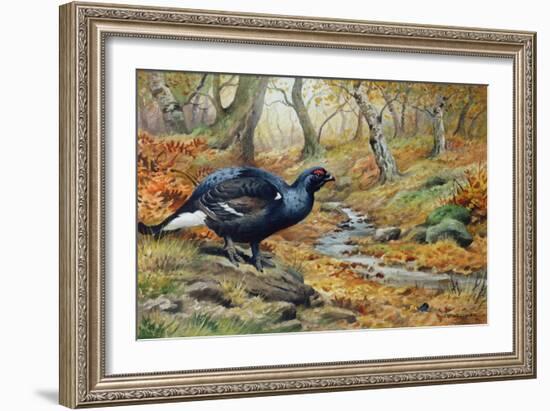 Black Cock Grouse by a Stream-Carl Donner-Framed Giclee Print