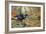 Black Cock Grouse by a Stream-Carl Donner-Framed Giclee Print
