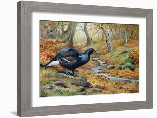 Black Cock Grouse by a Stream-Carl Donner-Framed Giclee Print