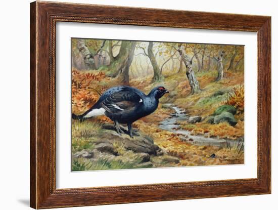 Black Cock Grouse by a Stream-Carl Donner-Framed Giclee Print