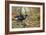 Black Cock Grouse by a Stream-Carl Donner-Framed Giclee Print