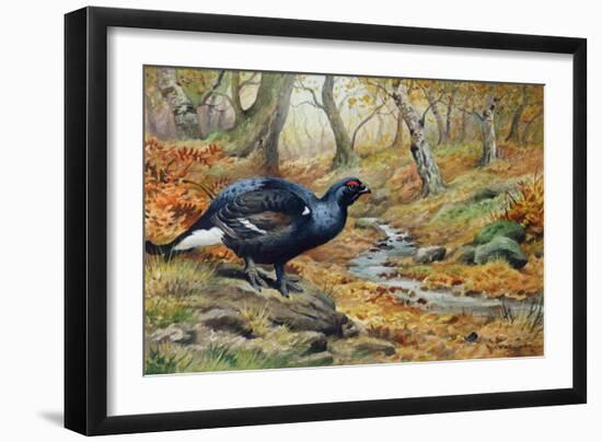 Black Cock Grouse by a Stream-Carl Donner-Framed Giclee Print