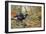 Black Cock Grouse by a Stream-Carl Donner-Framed Giclee Print