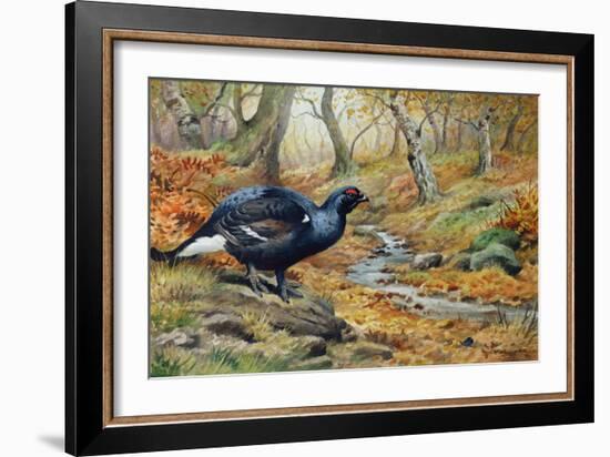 Black Cock Grouse by a Stream-Carl Donner-Framed Giclee Print