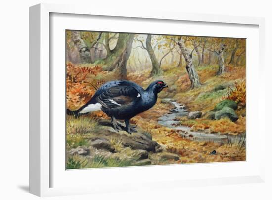 Black Cock Grouse by a Stream-Carl Donner-Framed Giclee Print