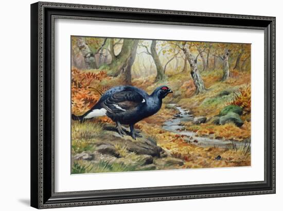 Black Cock Grouse by a Stream-Carl Donner-Framed Giclee Print