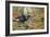 Black Cock Grouse by a Stream-Carl Donner-Framed Giclee Print