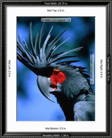 Black Cockatoo In Taman Burung Bali Bird Park Batubulan