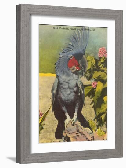 Black Cockatoo, Miami, Florida-null-Framed Art Print