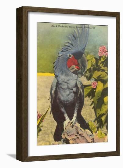 Black Cockatoo, Miami, Florida-null-Framed Art Print
