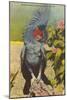 Black Cockatoo, Miami, Florida-null-Mounted Art Print