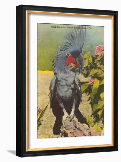 Black Cockatoo, Miami, Florida-null-Framed Art Print