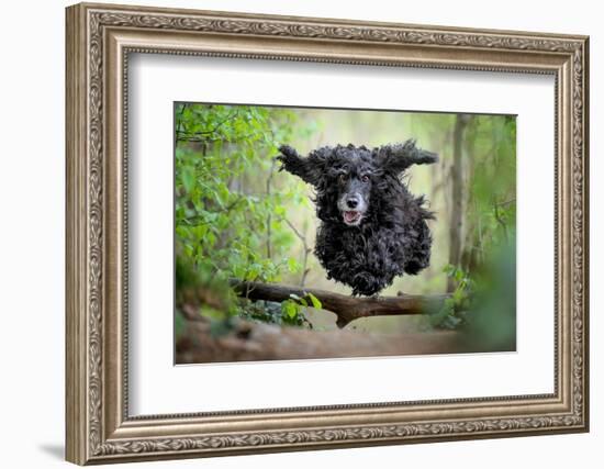 Black Cocker Spaniel dog running and jumping over a stick in the woods-Francesco Fanti-Framed Photographic Print