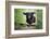 Black Cocker Spaniel dog running and jumping over a stick in the woods-Francesco Fanti-Framed Photographic Print