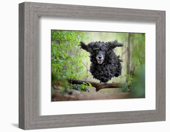 Black Cocker Spaniel dog running and jumping over a stick in the woods-Francesco Fanti-Framed Photographic Print