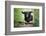 Black Cocker Spaniel dog running and jumping over a stick in the woods-Francesco Fanti-Framed Photographic Print