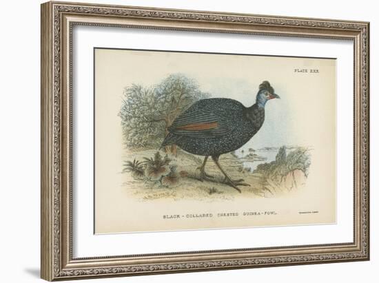 Black-Collared Crested Guinea-Fowl-English School-Framed Giclee Print