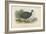 Black-Collared Crested Guinea-Fowl-English School-Framed Giclee Print