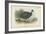 Black-Collared Crested Guinea-Fowl-English School-Framed Giclee Print