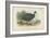 Black-Collared Crested Guinea-Fowl-English School-Framed Giclee Print