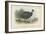 Black-Collared Crested Guinea-Fowl-English School-Framed Giclee Print