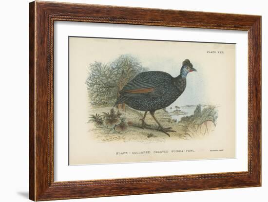 Black-Collared Crested Guinea-Fowl-English School-Framed Giclee Print